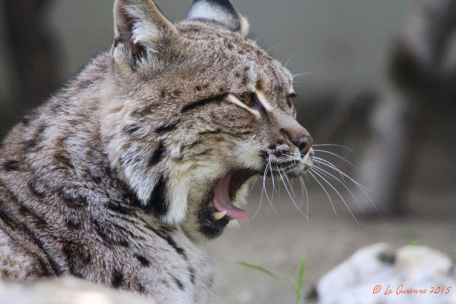 Entrée pour le Parc Animalier La Garenne