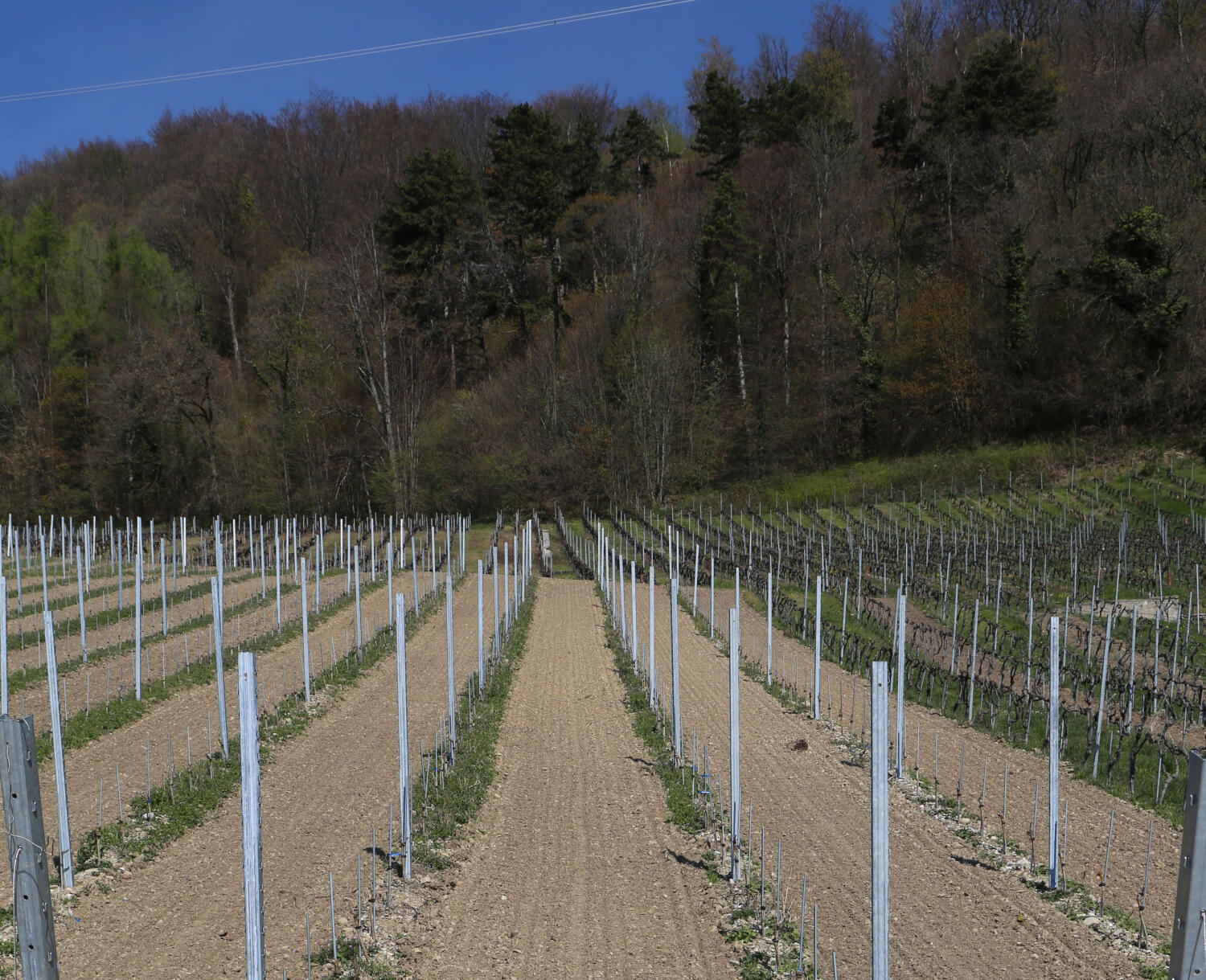 Les travaux de la vigne de l’appellation Vinzel