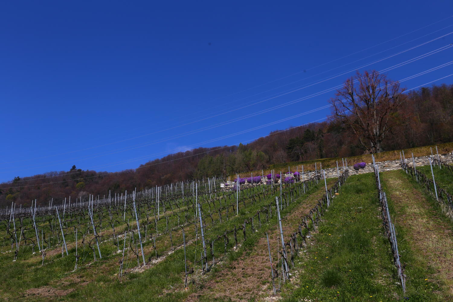 La Côte AOC Appellation Vinzel