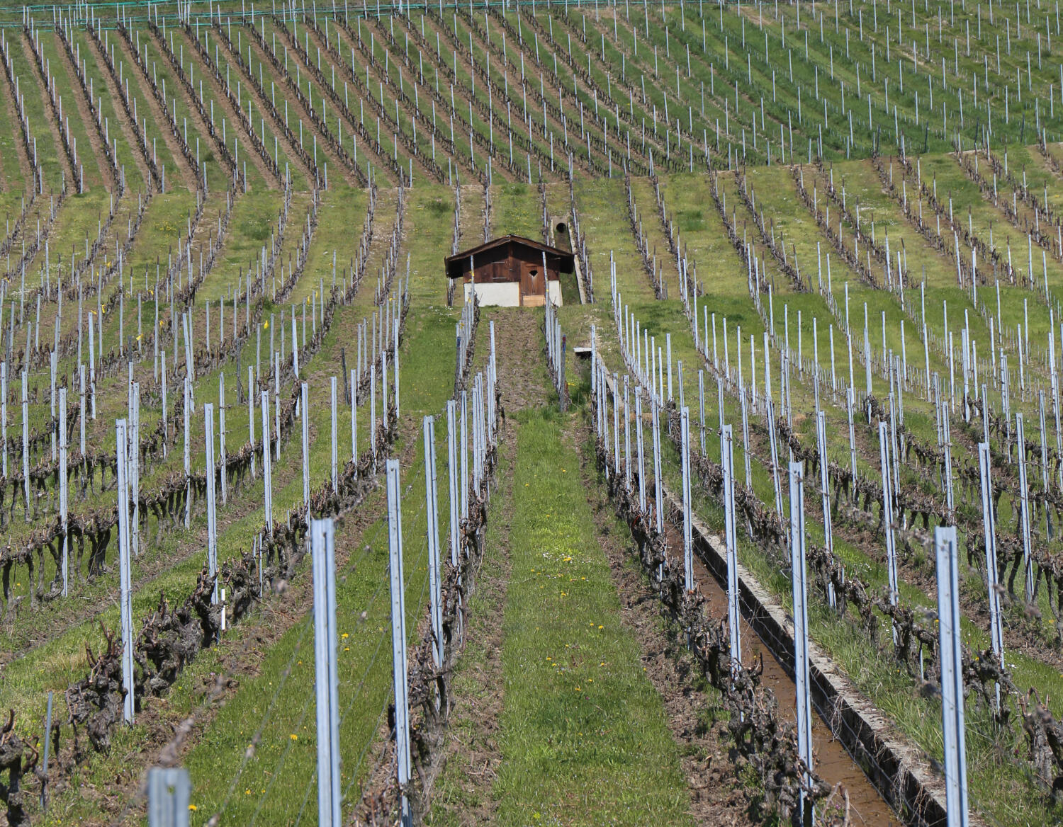 Capite vigneronne de la Côte AOC