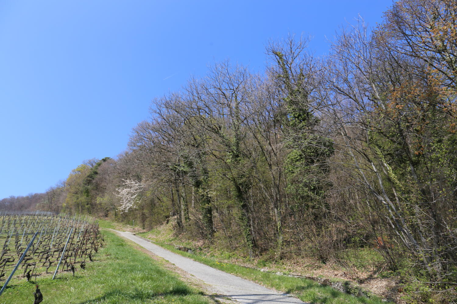 Le sentier des Châtaignes