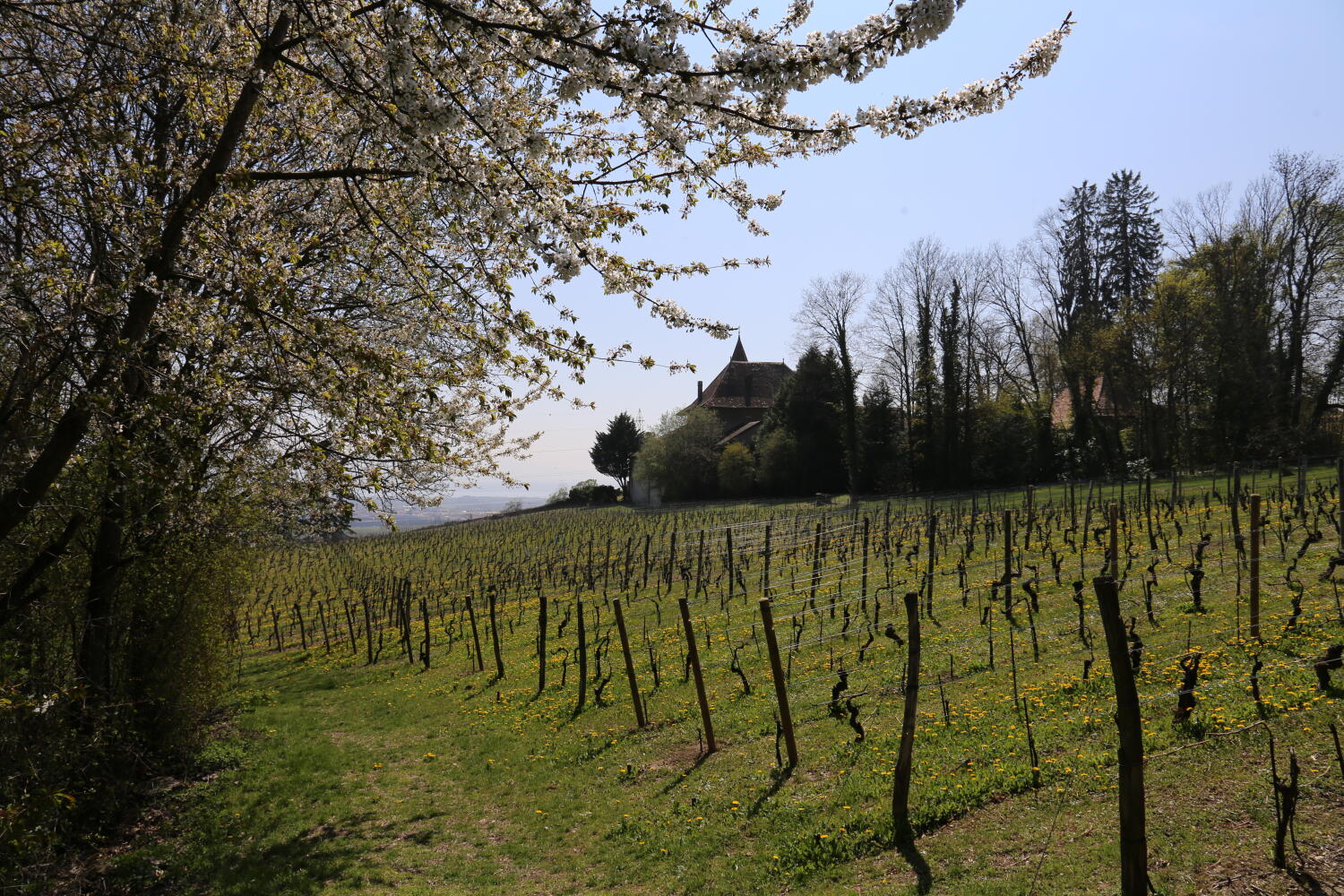 L’eau dans les vignes