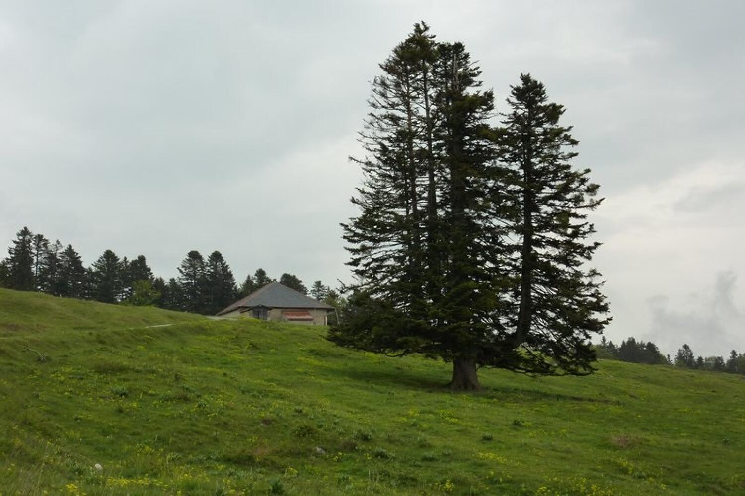 Les gogants aux alentours de St-Cergue