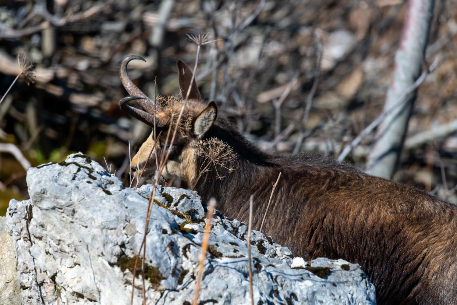 AccompagNature.ch – Accompagnateur en montagne