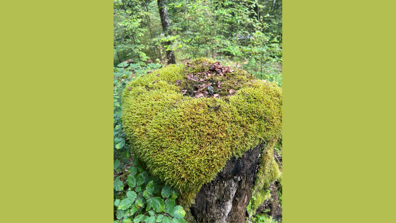 Thierry Valet – Accompagnateur en montagne