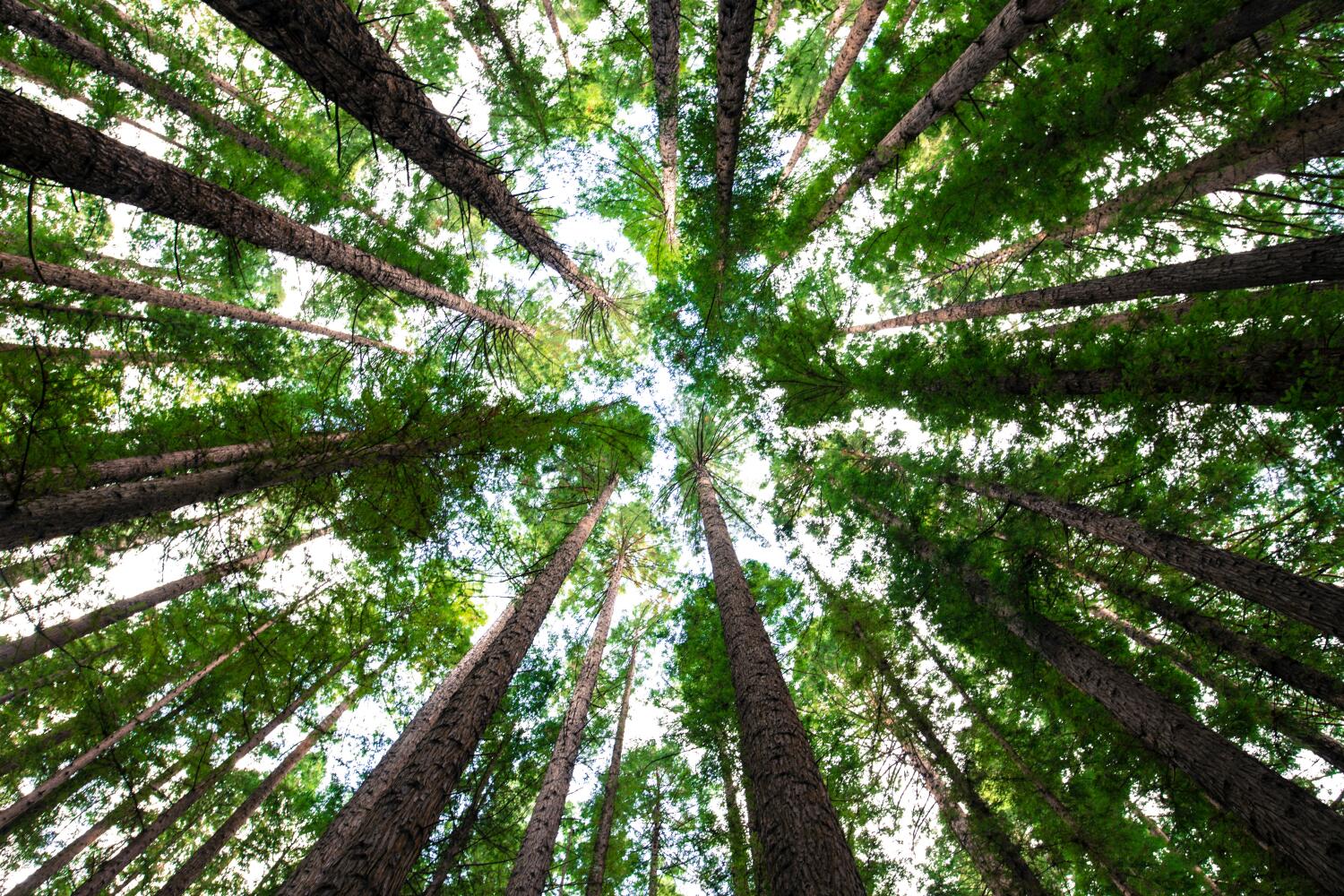 Cabinet Vuagnoux – Géobiologie – thérapie des arbres